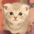 师兄故事会 微信号